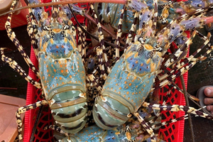 Xuất khẩu tôm hùm Việt Nam tiếp tục bứt phá trong năm 2025