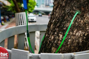 Truyền dịch cứu hàng sưa đỏ trên đường Nguyễn Văn Huyên, Hà Nội