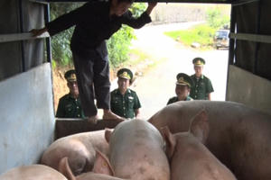 Hà Giang: Bắt giữ đàn lợn nhập lậu từ Trung Quốc về Việt Nam tiêu thụ