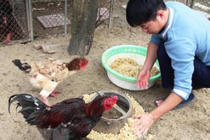 Vật nuôi đặc sản đắt hàng vụ Tết Nguyên Đán Tân Sửu 2021