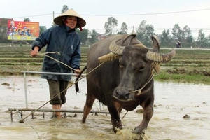 Tăng cường quản lý đất đai  có nguồn gốc từ nông, lâm trường