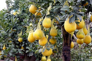 Hưng Yên: Cây ngũ quả 'hốt bạc' ngày giáp tết