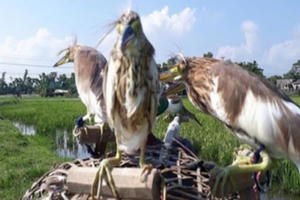 “Mạnh tay” xử lý nạn bẫy bắt chim trời