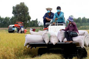Xuất khẩu gạo giảm mạnh, nhiều doanh nghiệp đóng cửa ngừng sản xuất