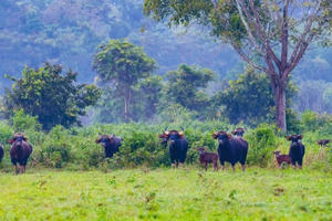 Nhân viên Vườn Quốc gia Cát Tiên bị Bò Tót húc tử vong