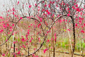 Đào Nhật Tân 'mỏi mòn' chờ khách