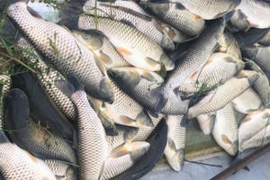 Thanh Hóa: Xử phạt 2 công ty xả thải gây ô nhiễm ra sông Lạch Bạng gần 1 tỉ đồng