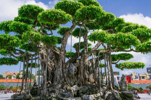 Lần đầu lộ diện Nham Thạch Bách Niên trị giá hơn 450 tỷ đồng