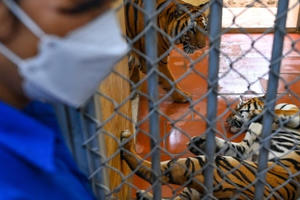 Những người chăm sóc hổ xuyên Tết