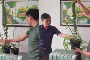 Cơn sốt lan phi điệp đột biến: "Bong bóng đang vỡ rồi"