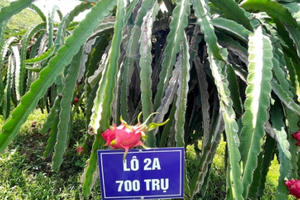 Bình Thuận tập huấn nâng cao nghiệp vụ về truy xuất nguồn gốc sản phẩm