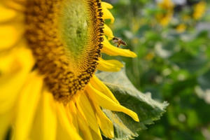 Rực rỡ vườn hoa hướng dương khoe sắc trong nắng đông