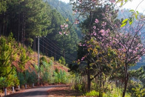 Hoa Mai anh đào mang xuân về thành phố Đà Lạt