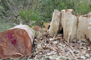 Gia Lai: Khởi tố vụ lâm tặc đốn hạ trên 23 m3 gỗ bằng lăng