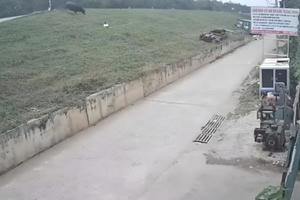 Thả rông gia súc gây tai nạn, chủ trâu phải bồi thường thế nào Thả rông gia súc gây tai nạn, chủ trâu phải bồi thường thế nào