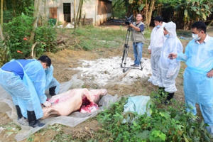 Miền Trung khẩn cấp ứng phó dịch tả lợn châu Phi