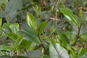 Phú Thọ: Tìm giống chè tím được ví là “cha đẻ" của chè Việt Nam