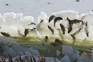 Cả đàn cá đóng băng trên không trung vì quá lạnh