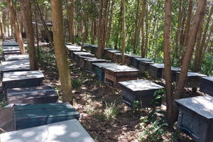 Một kí mật ong không bằng nửa bát bún, người nuôi bỏ đàn Một kí mật ong không bằng nửa bát bún, người nuôi bỏ đàn