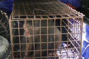 Nghệ An: Thả lô động vật quý hiếm về rừng