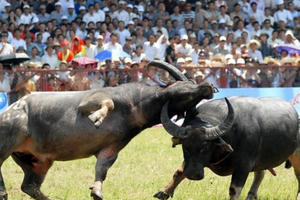 Điểm báo ngày 3/7/2017: Chọi trâu giữ hay bỏ?