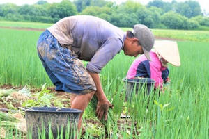 Những nông dân Việt Nam trồng rau trên đất Nga