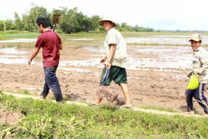 Săn chuột đồng nghề "hốt bạc" mùa lũ miền Tây Săn chuột đồng nghề "hốt bạc" mùa lũ miền Tây