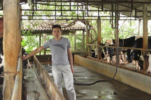 Vắt sữa bò ra... ô tô