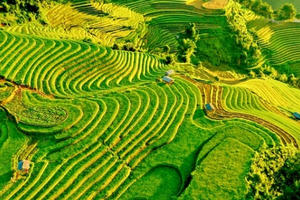 Ngắm nhìn những "dải lụa vàng" ở Mù Cang Chải