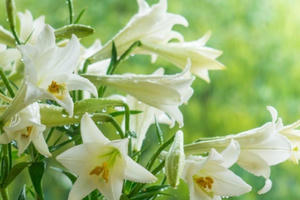 Nỗi nhớ loa kèn