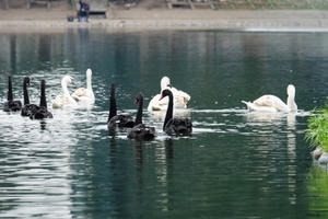 Ai là người tặng 12 con thiên nga thả hồ Hoàn Kiếm