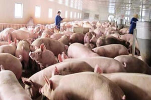 Choáng với lò mổ bẩn ở ngay Thủ đô Choáng với lò mổ bẩn ở ngay Thủ đô