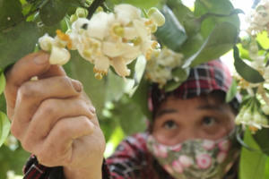 Cận cảnh quá trình "phối giống" cho loại bưởi nổi tiếng ở Hà Tĩnh