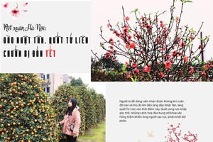 Nét xuân Hà Nội: Đào Nhật Tân, quất Tứ Liên chuẩn bị đón Tết