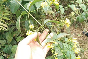 Ăn nhầm lá ngón, 1 người tử vong cùng 4 người khác phải nhập viện cấp cứu