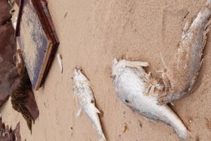 Công an Nghệ An điều tra nguyên nhân cá chết hàng loạt