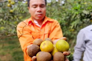 Quýt PQ Nghệ An 2.000 đồng/kg không ai mua, thương lái không xuất hiện