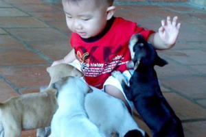 Nhà có trẻ, thận trọng nuôi chó mèo Nhà có trẻ, thận trọng nuôi chó mèo