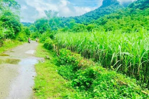 Ba tỉnh được chuyển gần 134ha đất trồng lúa sang làm dự án Ba tỉnh được chuyển gần 134ha đất trồng lúa sang làm dự án