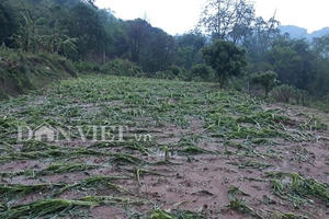 Mộc Châu: Xảy ra mưa đá kèm dông lốc gây thiệt hại 12 tỷ đồng