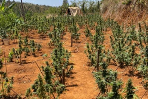 Đắk Nông: Khởi tố đối tượng trồng, chế biến cần sa tại vườn nhà