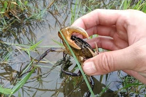 Bắt hàng loạt cua trong ruộng lúa chỉ bằng một que sắt