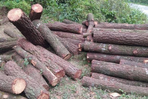 Tạm giữ trụ trì và 3 đối tượng làm rõ việc nhiều cây thông trước cổng chùa bị đốn hạ