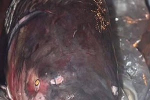 Hà Nội: Bất ngờ xuất hiện cá hô đỏ gần 1 tạ, giá hơn 200 triệu đồng