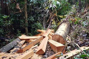 Đắk Lắk: 13 đối tượng vào rừng đốn gỗ Hương, bán lấy tiền tiêu xài