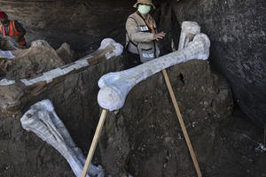 Xây sân bay, đào trúng… 200 bộ hài cốt "quái thú" khổng lồ