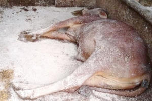 Hà Tĩnh: Bùng phát bệnh viêm da nổi cục trên trâu bò