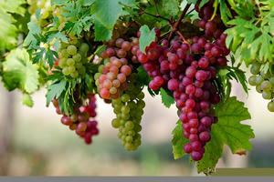 Những điều kiêng kỵ vào năm mới mang lại tài lộc, may mắn trên thế giới