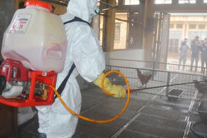 Hà Nội: Diễn tập phòng chống dịch cúm gia cầm A/H7N9