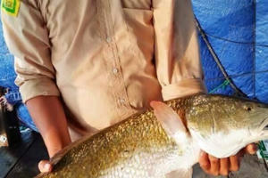 Khánh Hòa: Người dân câu được cá sủ vàng quý hiếm nặng hơn 5kg, thương lái trả giá 400 triệu đồng